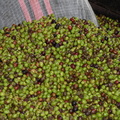 Olives Skopelos